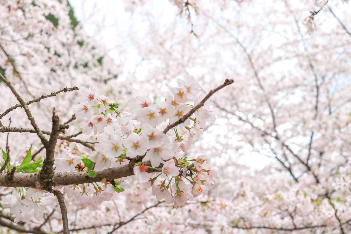 さいてー tweet media