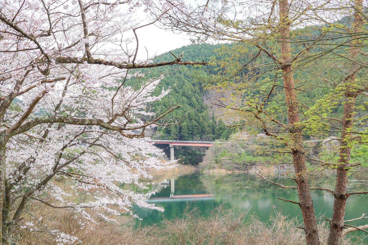 さいてー tweet media