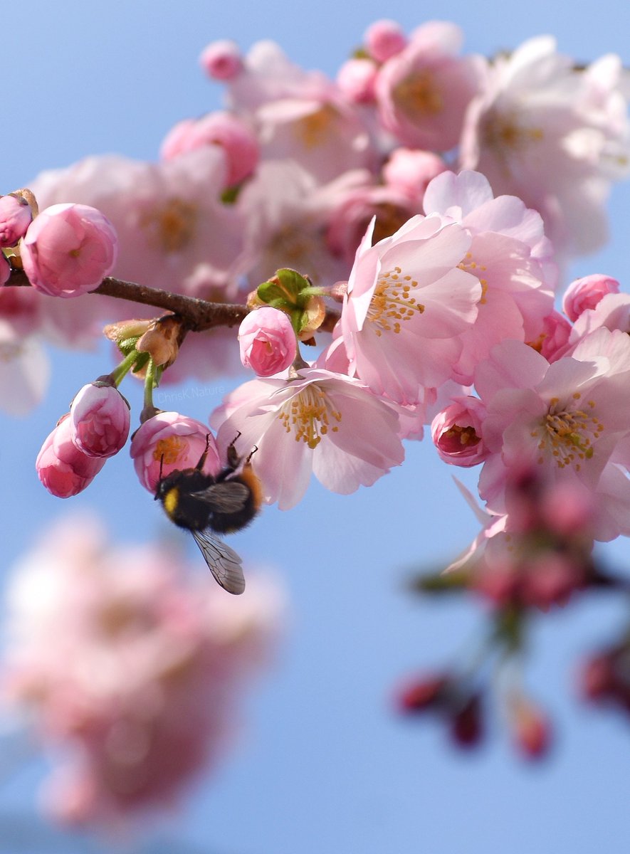 chrisk_nature's tweet image. Cherry Blossom Bee

#insect #flowers #NatureBeauty #NatureEscape #wildflowers