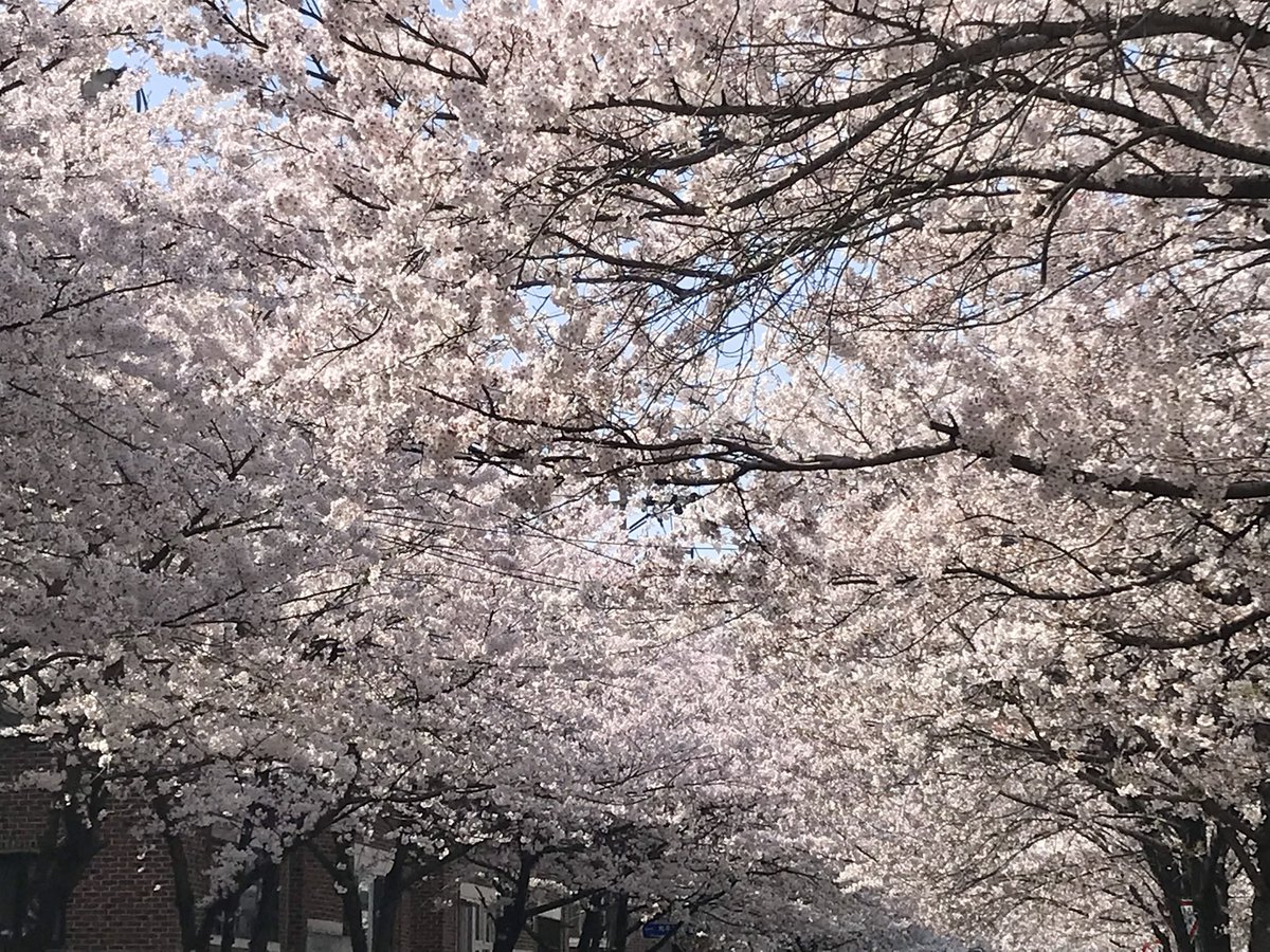 벚꽃구경 다 했다 🌸