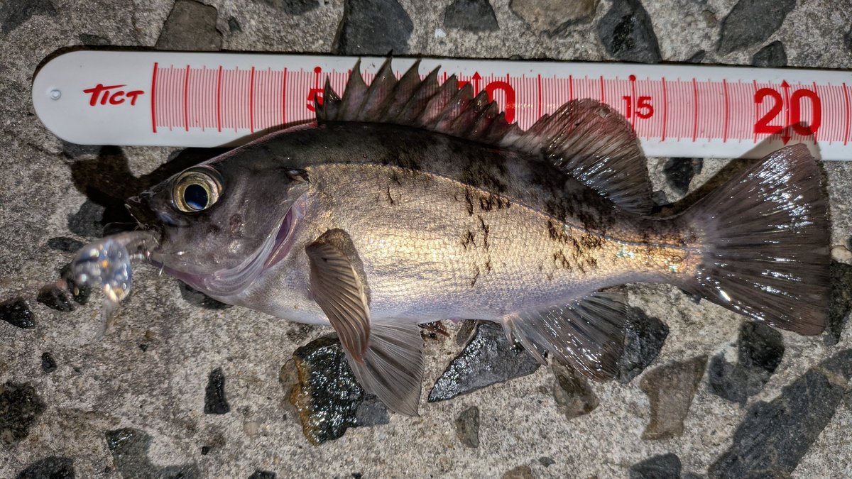 NAVY6622 tweet media