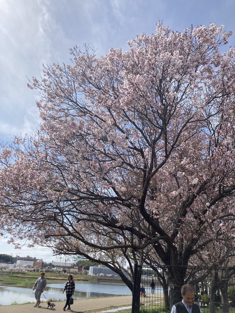 7児ママりんご＠マニラ教育移住 tweet media