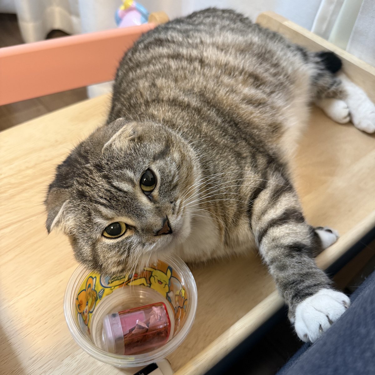 ねこぞー tweet media