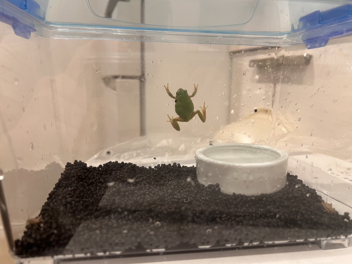 ぐしゃうん tweet media