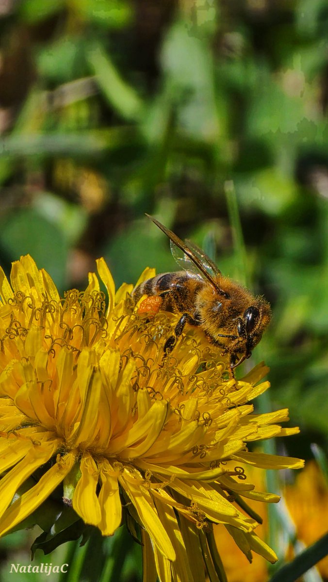 Nata🦊Lija tweet media