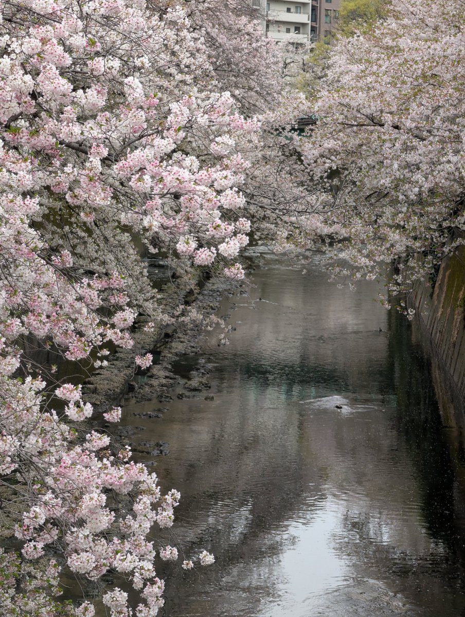 まいんちゃん💎✨ tweet media