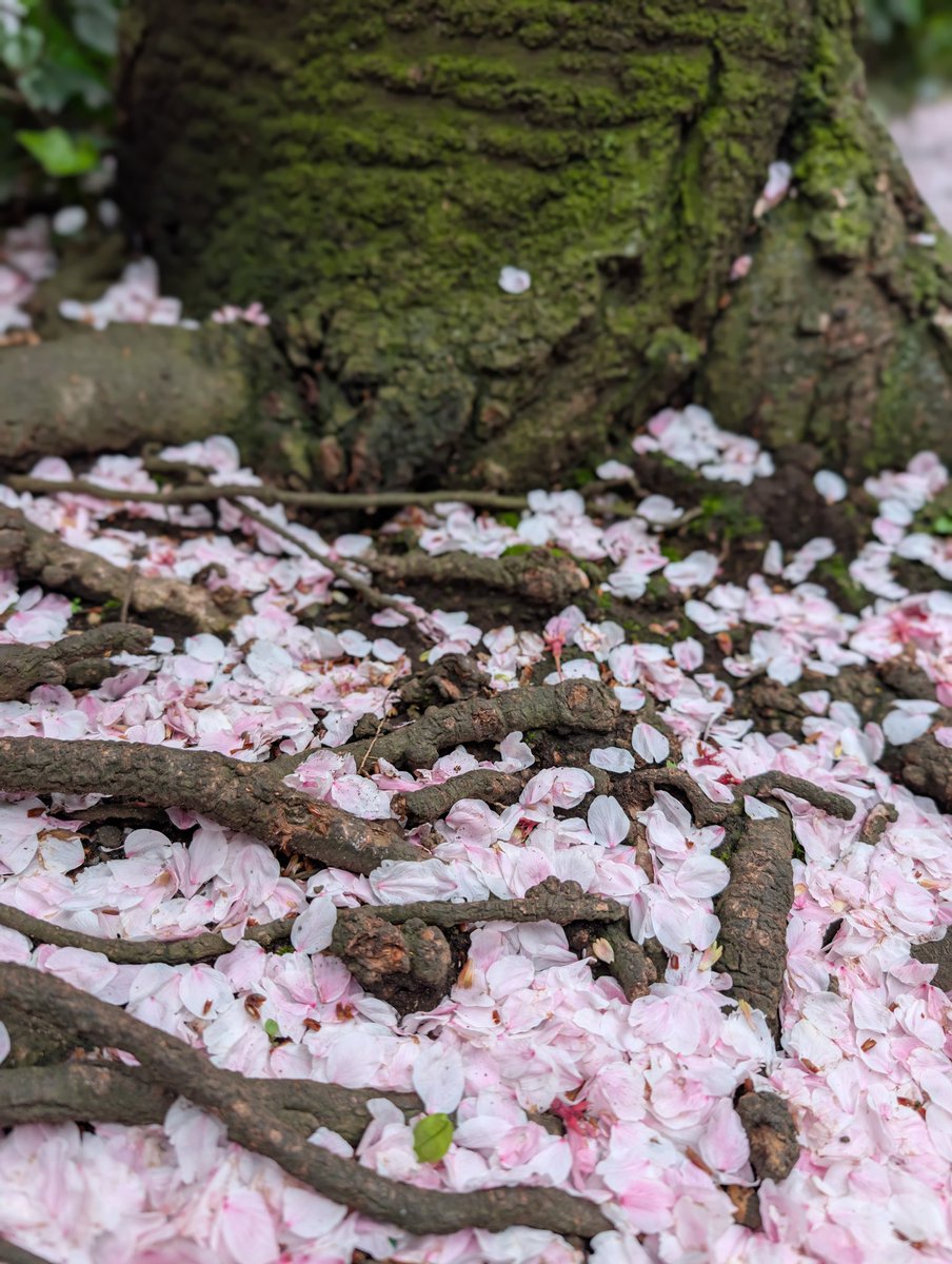 まいんちゃん💎✨ tweet media