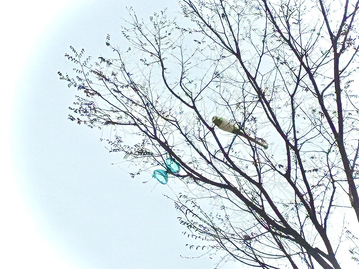 サイクロイド tweet media