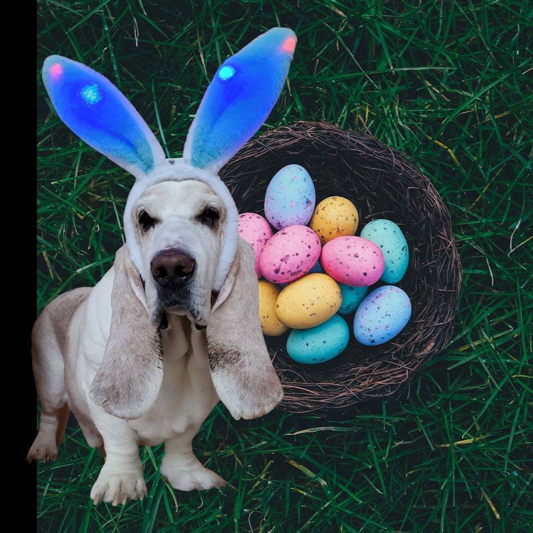 ikamp2's tweet photo. Happy Easter! https://t.co/o2pkcuRqmq