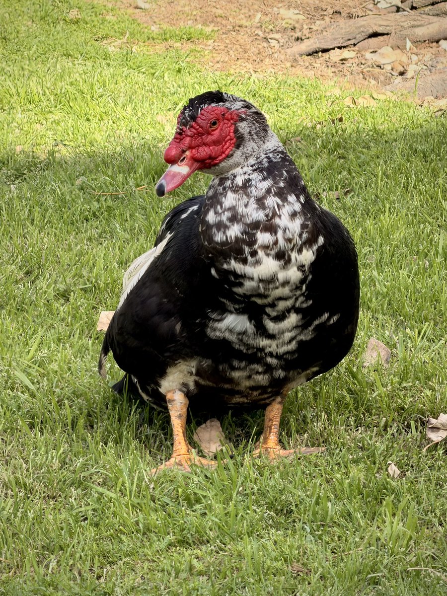 Dub Mentor tweet media