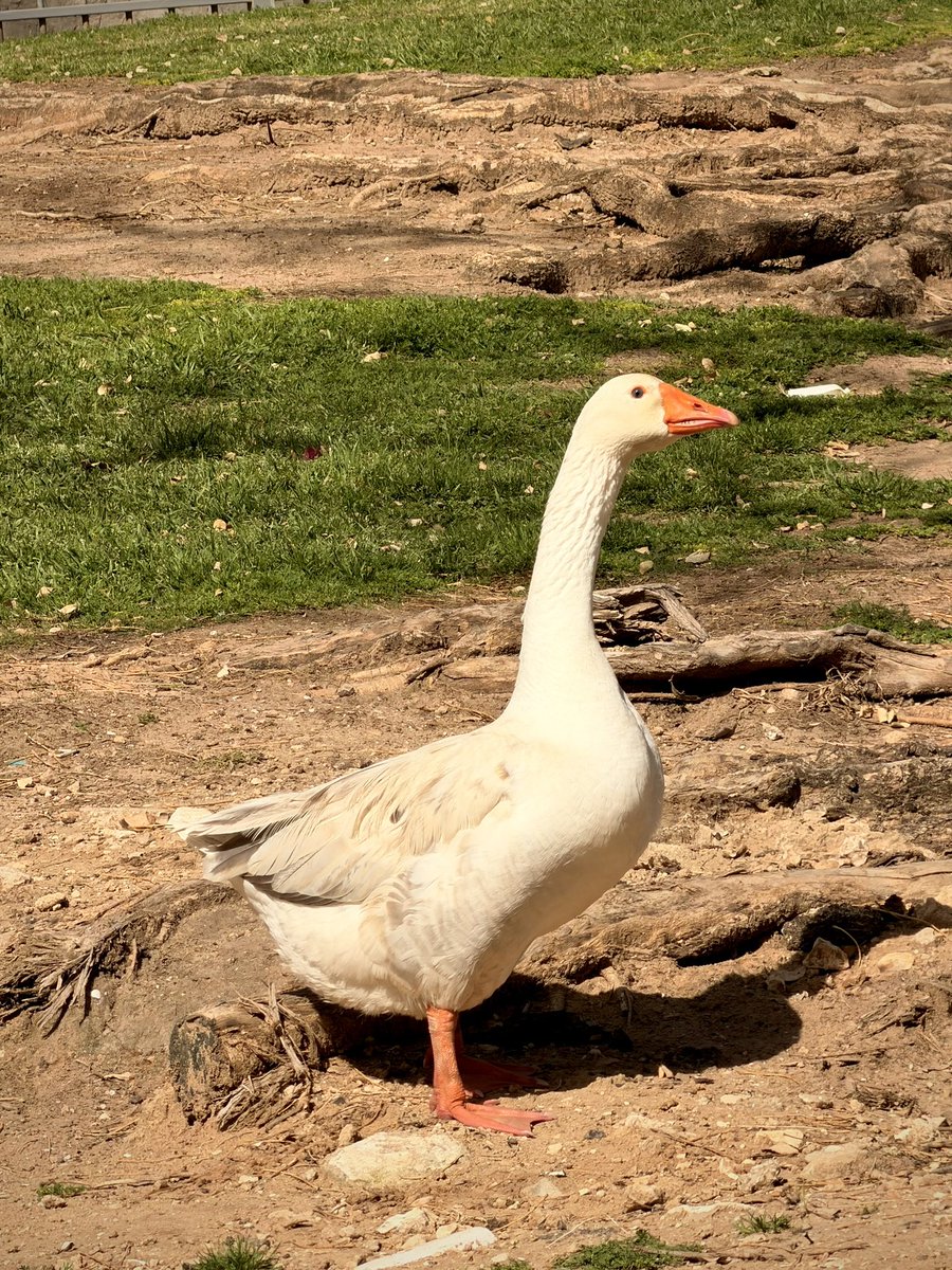 Dub Mentor tweet media