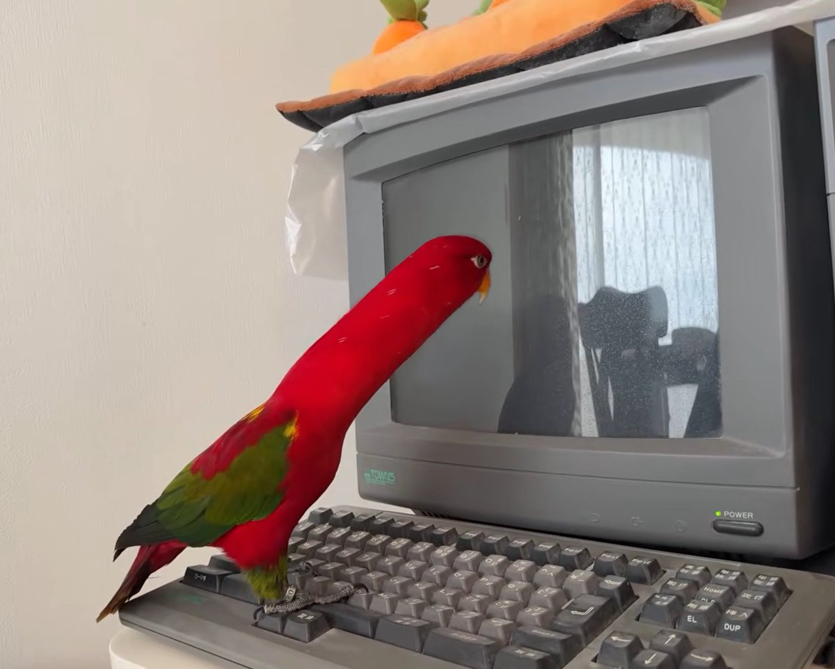 colliflora tweet media