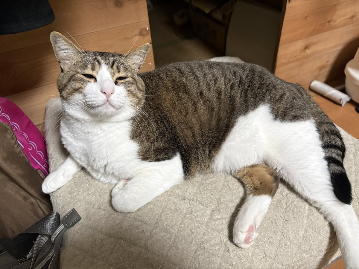 エンジン tweet media