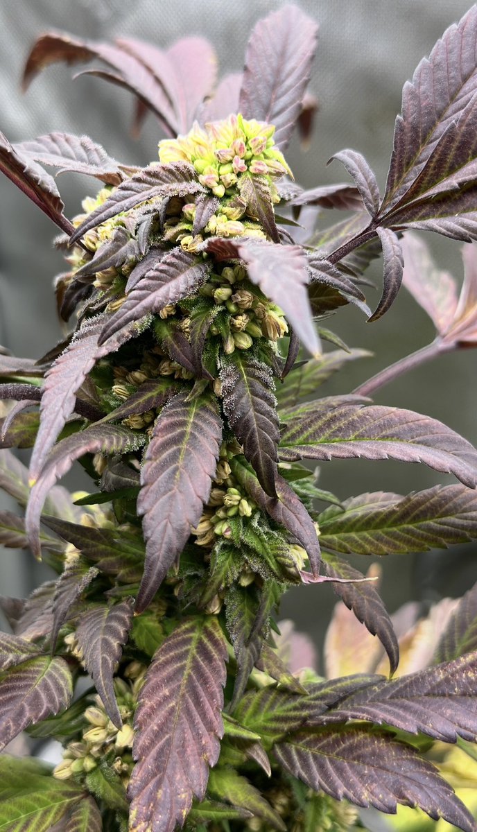 IrieGenetics's tweet photo. Reversed Cream to make fem seeds. 
https://t.co/JDjdWEDMRA https://t.co/p8Q637DhL3