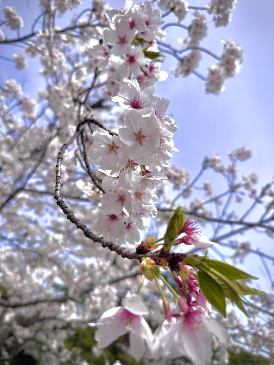 まもり tweet media