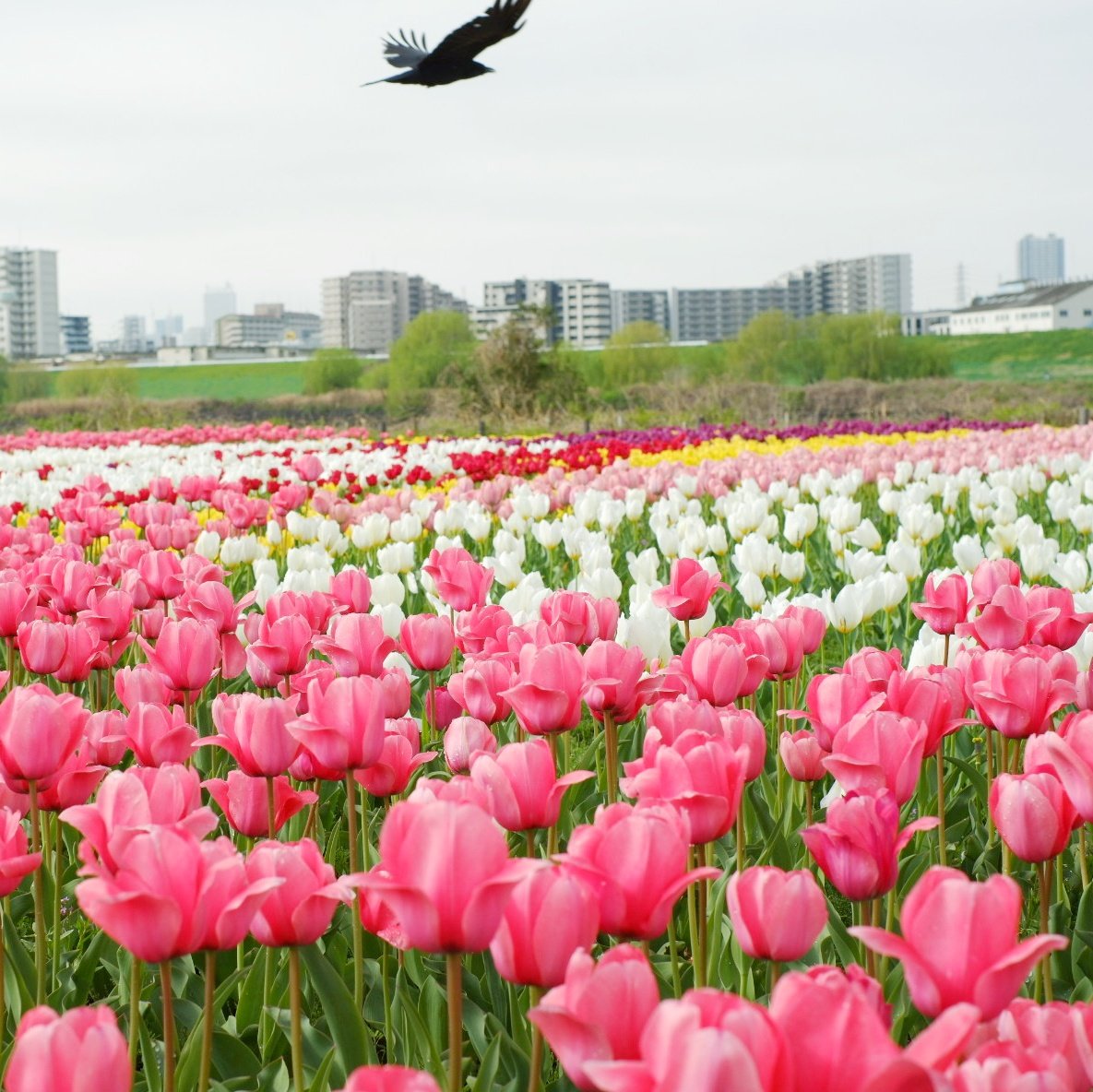 itonomitree's tweet photo. なんかいい感じにカラス登場です、、、 https://t.co/ShesZMjxQM