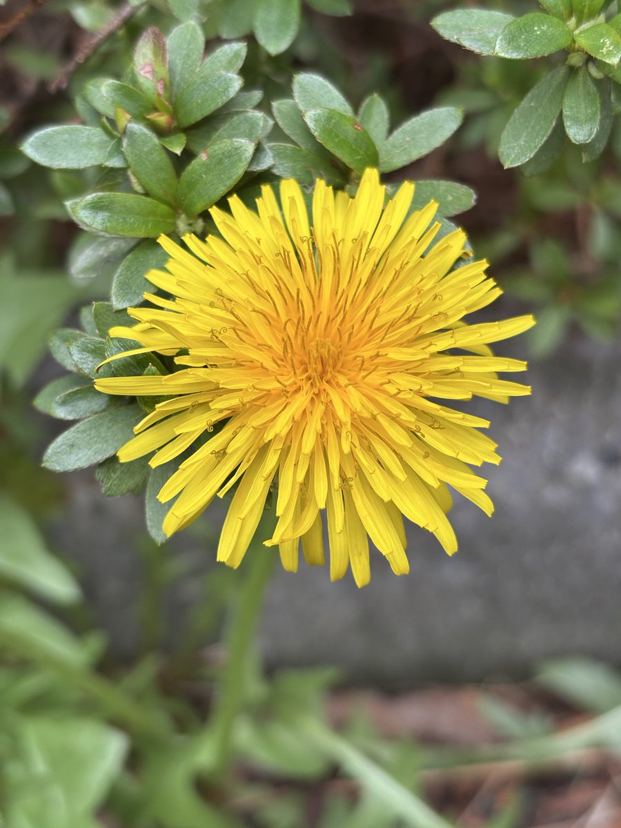 Matango®︎(マタンゴ) tweet media