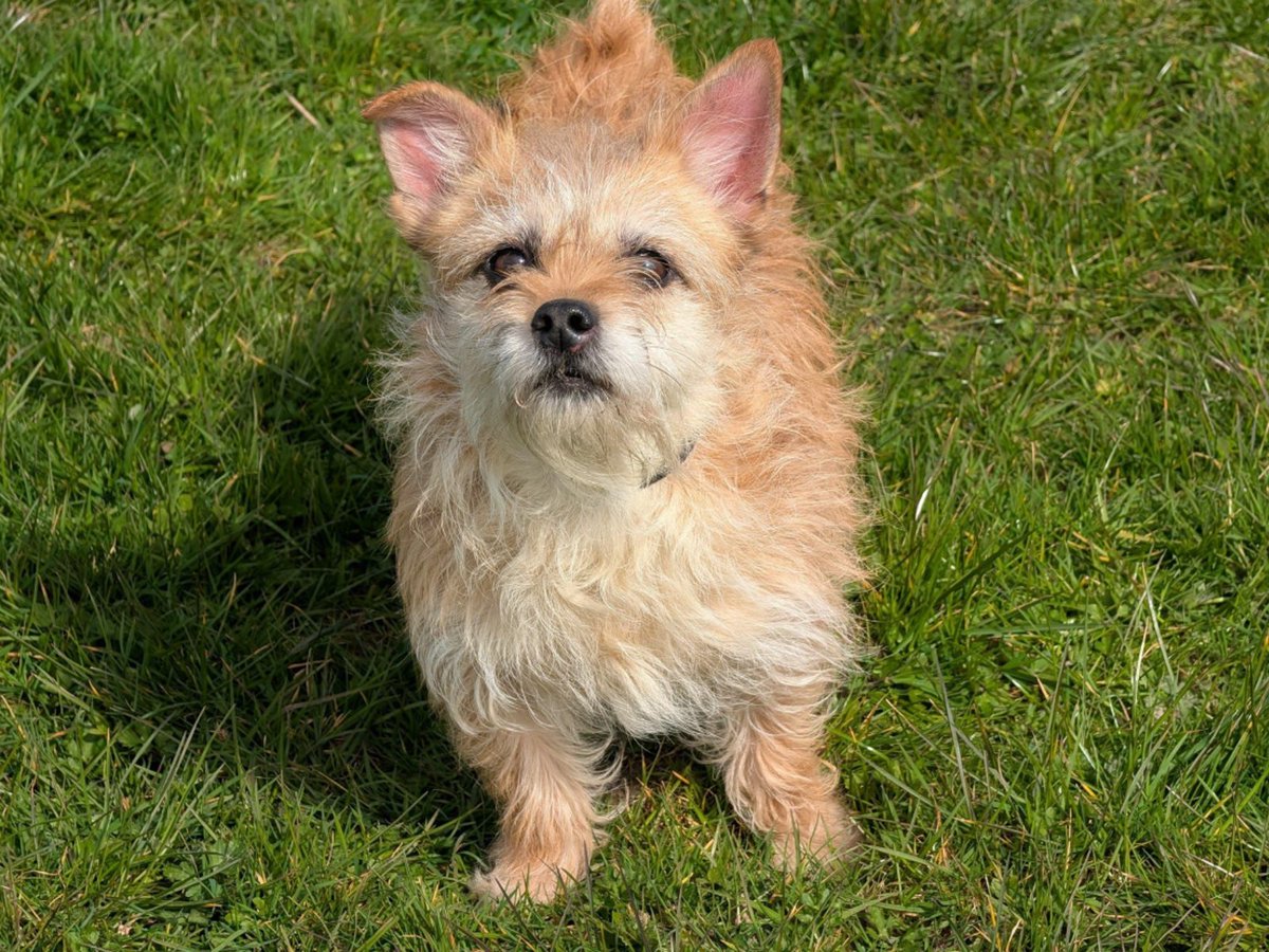 team_greenacres's tweet photo. Meet Pip, a 5-year-old Chihuahua cross Lhasa Apso with a gentle nature & so much love to give

🐶This sweet little girl is everything you’d hope for in a companion. She is friendly, kind & an all-round delight to be around

🐶She has a lovely temperament & forms close bonds with her people, happily pottering by your side & enjoying life’s simple pleasures

🐶Pip would truly love to be someone’s whole world & she’ll reward you with endless affection in return

✅️🐶She is great with other dogs 

🏡Pip has an easy-going, sociable nature, making her a wonderful addition to many types of homes

🏡Whether joining an existing canine family or being the centre of attention herself, Pip will settle in beautifully with a little time & love

🏡If you’re looking for a loyal, sweet-natured companion to share your days with, Pip could be just the perfect match

🏡If you think you can offer Pip the right home, please complete the application form by following the link below👇

🔗
https://t.co/Z6hg0WUB50

📝FYI: Applications are processed Monday to Thursday. Please be patient, our Rehoming Team will be in contact with you as soon as possible📝

🏡🏥All successful applications will be subject to home & vet checks🏥🏡

📍Our animals are based in #Pembrokeshire South West #Wales While we do rehome across the UK, please keep our location in mind because visits to the centre are essential. We may also prioritise homes that are closer to the rescue 

For full details on our adoption process please visit: 

🔗 
https://t.co/P5YZxvile6

🔁Can’t adopt right now?
The best way to help an animal in need is to SHARE THEIR POST so it reaches their forever home🔁

Thank you for considering adoption & for helping us find a truly special home for Pip 💚🙏💚

#teamgreenacres #rescue #k9hour #rehomehour #teamzay