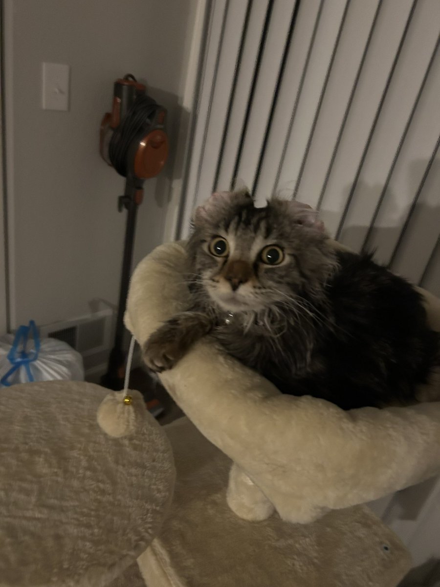 rev 😻 tweet media