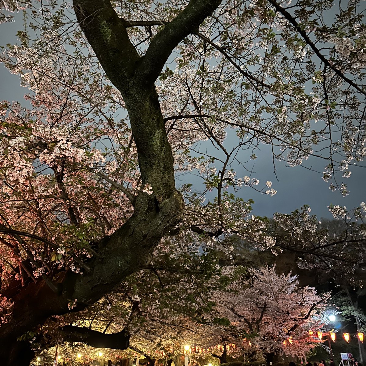 せーや tweet media