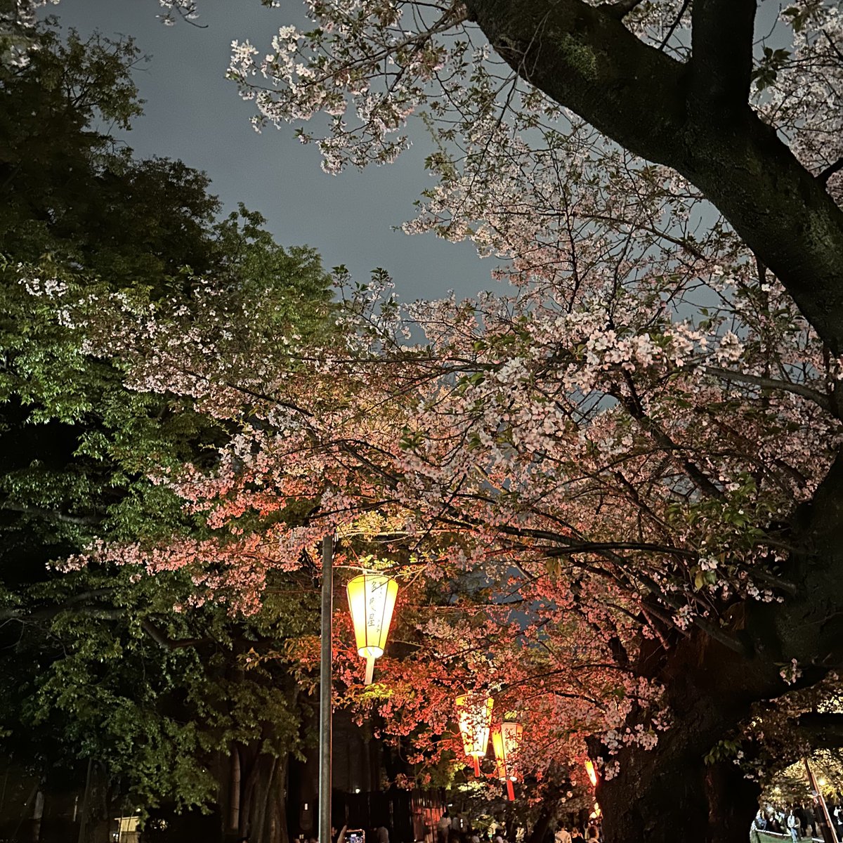 せーや tweet media