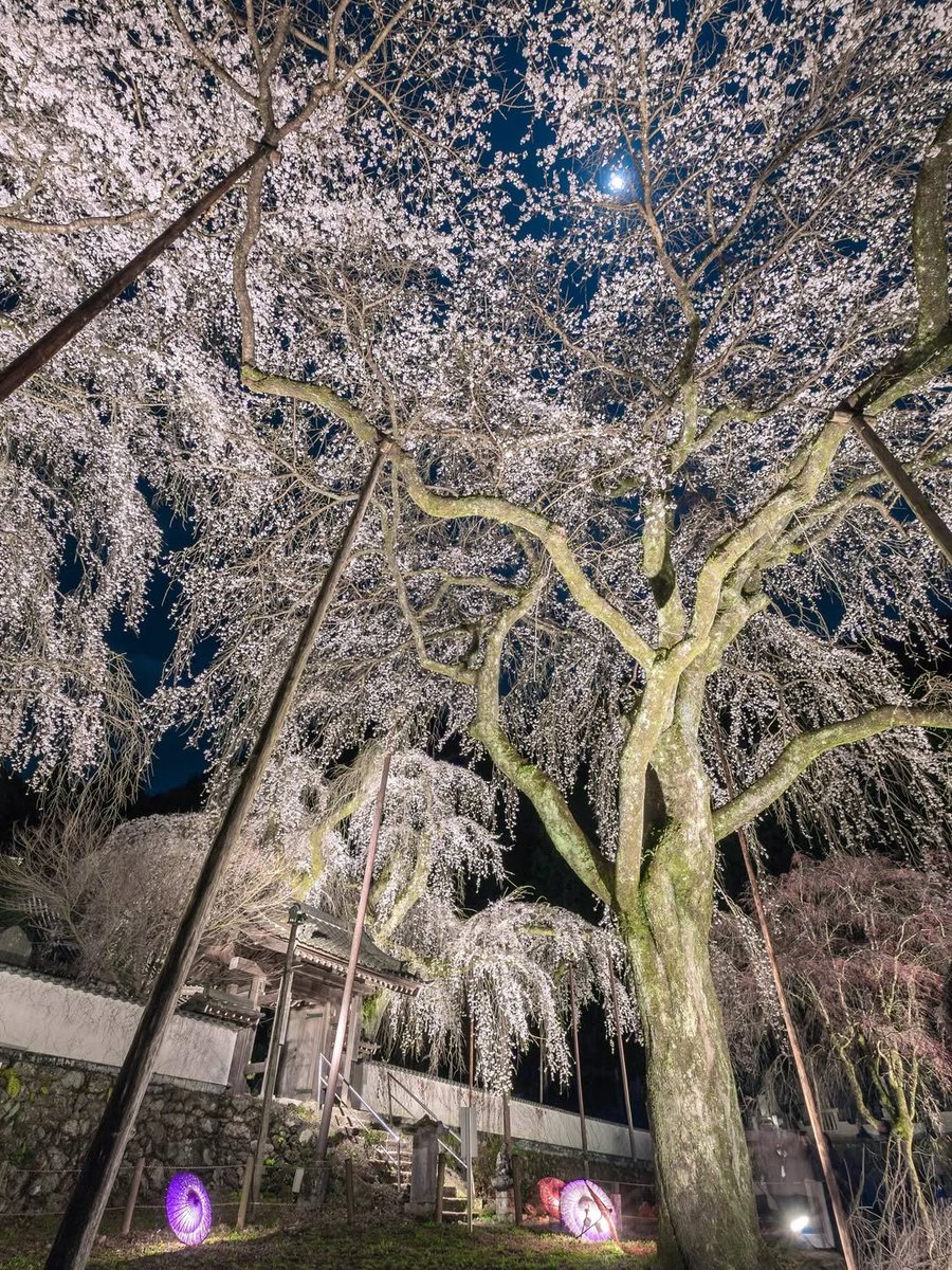 @Nature Escape 🌿 tweet media