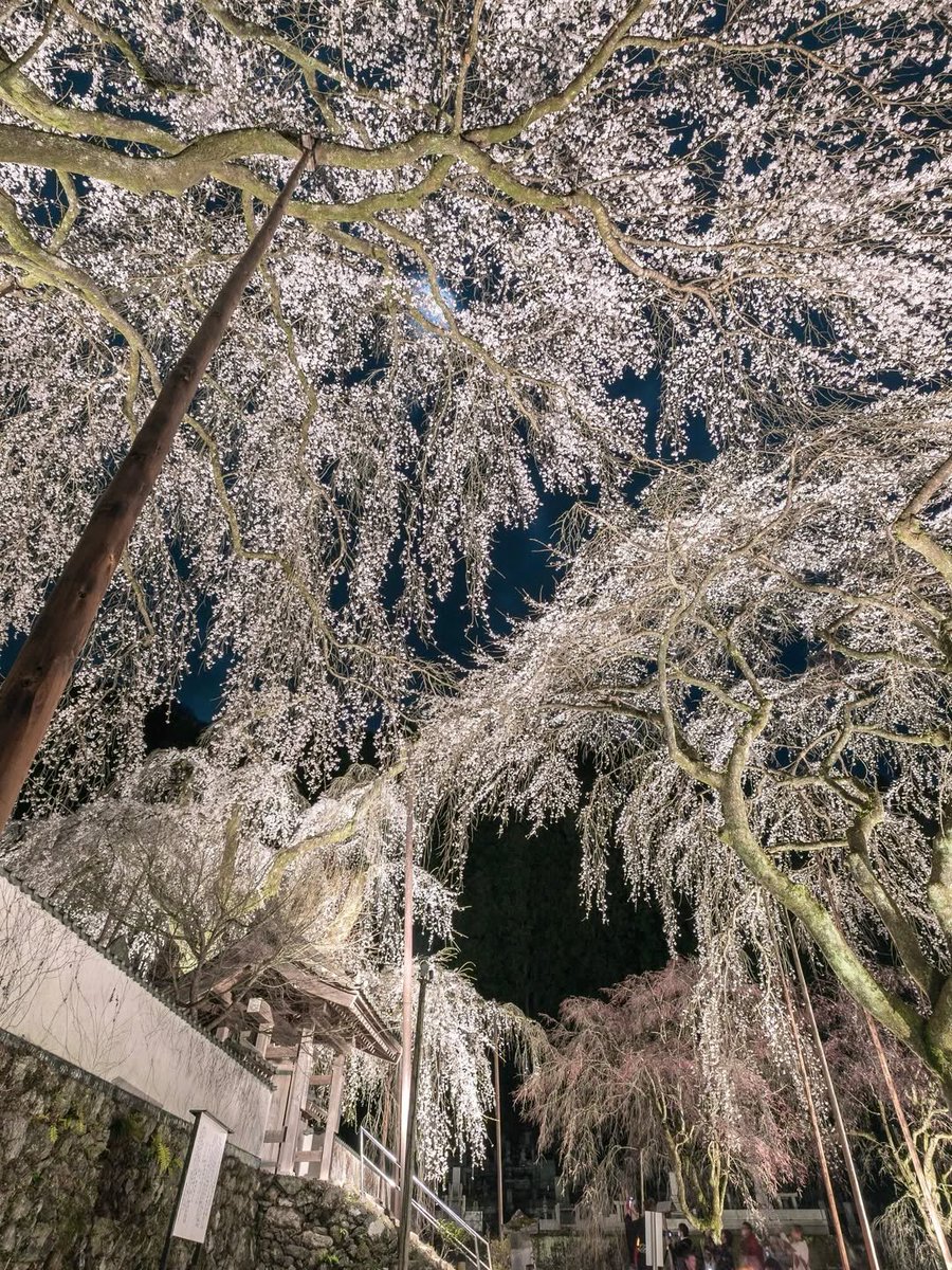 @Nature Escape 🌿 tweet media