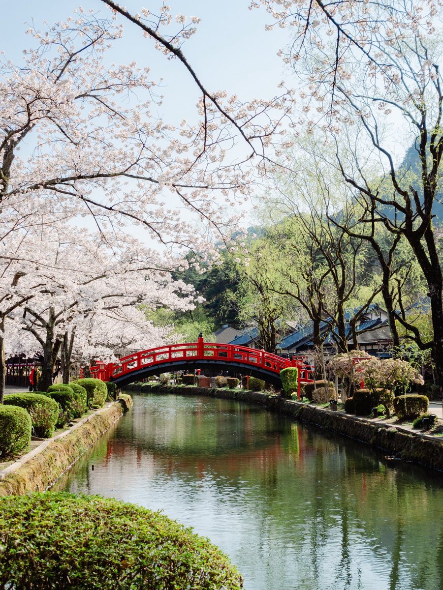 20年ぶりくらいに日光江戸村に行ったんですけど、びっくりするくらい桜が満開で青空がきれいで、作り込まれた江戸の街がどこ行っても楽しくて、日光江戸村すごいな…という感動を抱いて帰ってきました