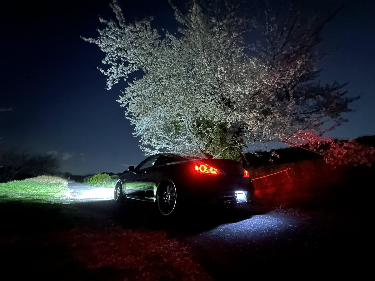 並木よりもこういう何もないとこに一本だけ生えてる桜の方が好き