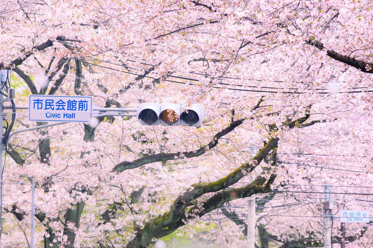 アノン📸 tweet media