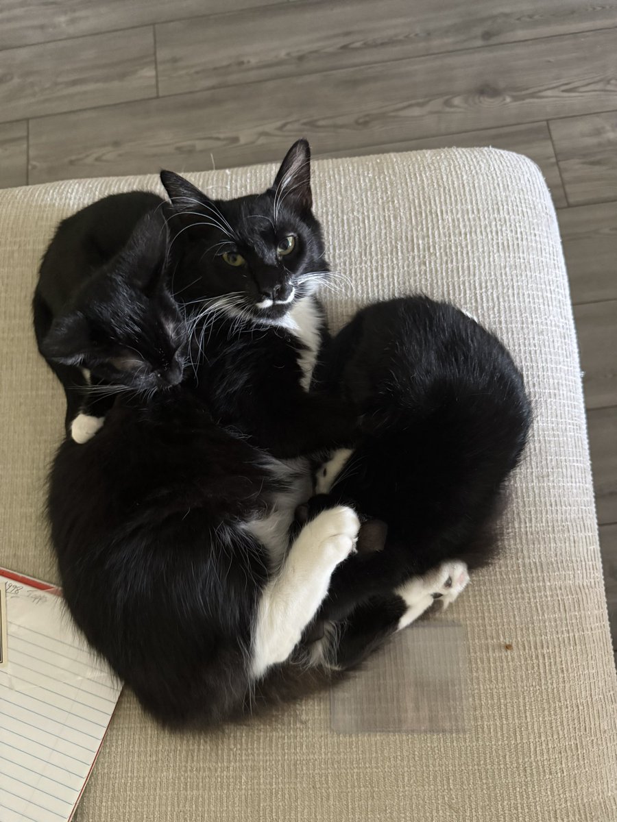 The Redheaded libertarian tweet media