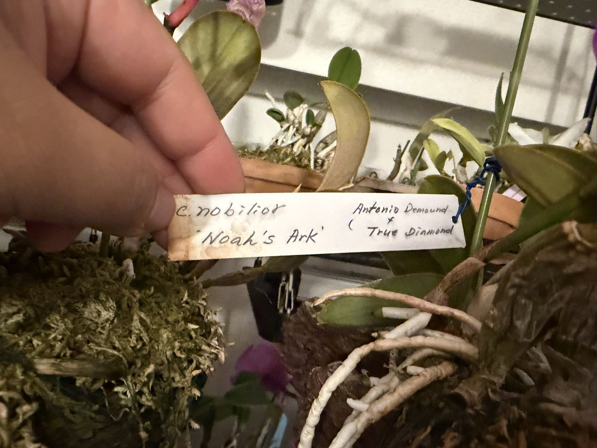 しおさいオーキッド tweet media