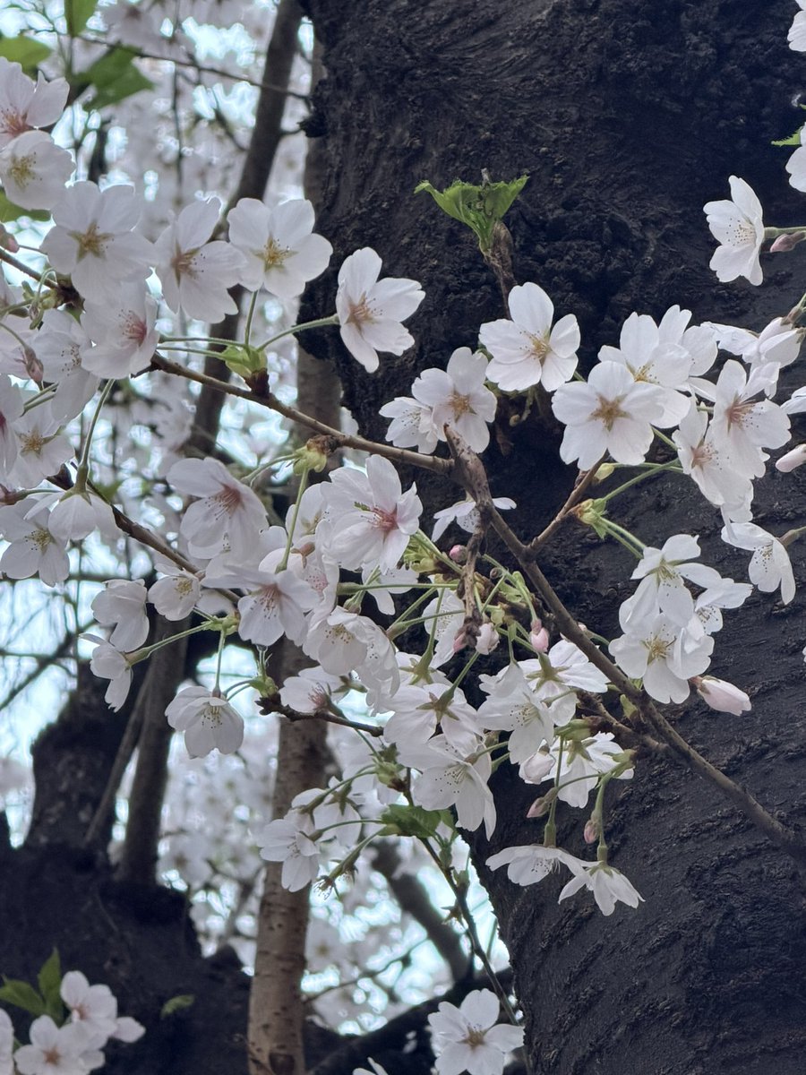 밀크티 tweet media