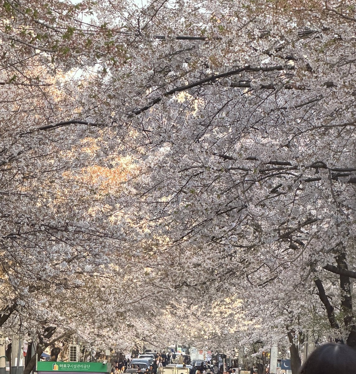 밀크티 tweet media