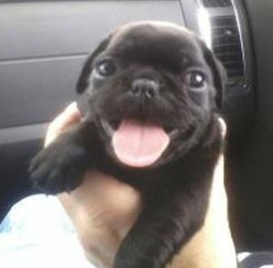 stray mimi !! tweet media