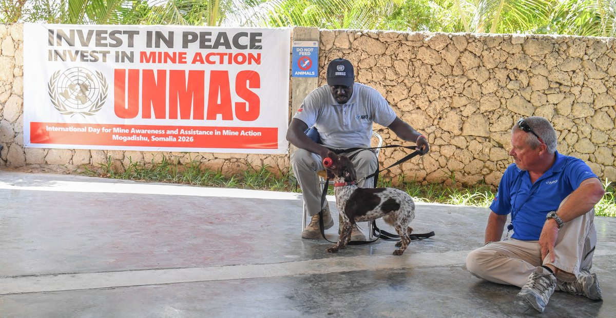 UNSOS_'s tweet photo. #IMAD2026 in Mogadishu 🇸🇴

Interactive demonstrations showcasing #MineAction in practice:
🚧 Route search operations
🔍 Search & detection equipment
🐕 Explosive detection dogs
📡 Electronic countermeasure systems
💬 Exchanges with technical experts

Together, @UNMAS & @UNSOS_ continue to lead efforts in support of @aussom_ & #SSF to enhance capabilities & reduce the impact of explosive hazards.

#InvestInPeace #InvestInMineAction #SupportedByUNSOS