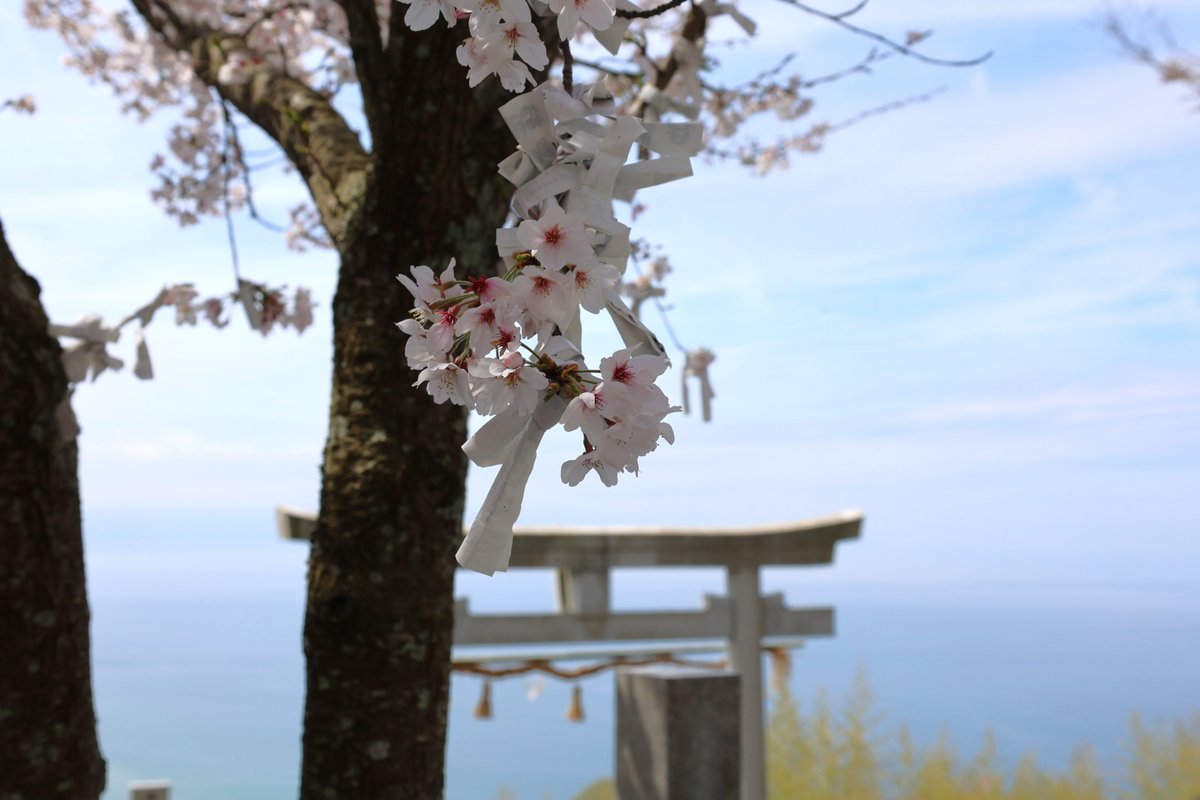 Power_Level_5's tweet photo. 香川県観音寺市・高屋神社（天空の鳥居）。桜が満開でした。 https://t.co/3ctftC76dL