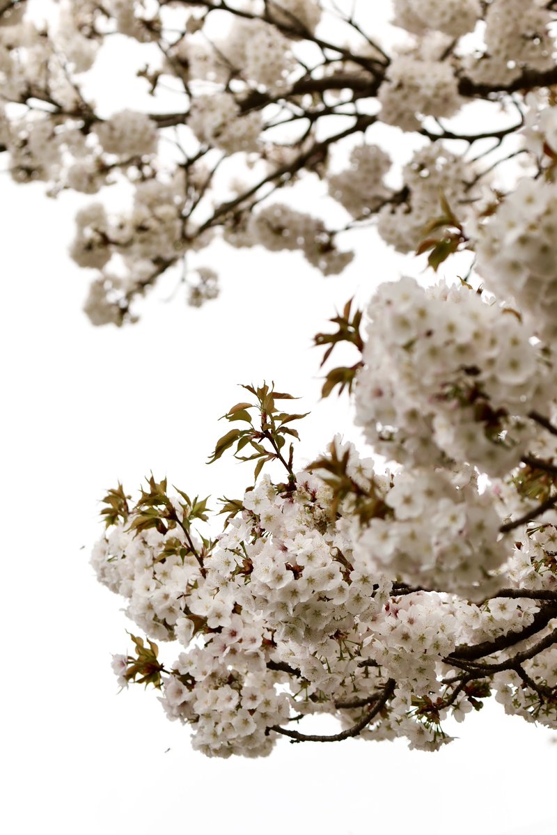 zony🇯🇵 tweet media