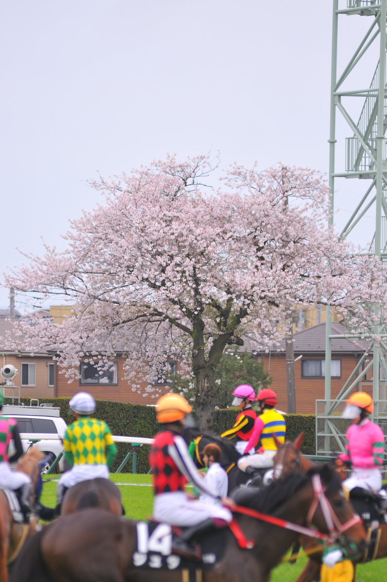 the-allow【放牧】　想定→中山GJ tweet media