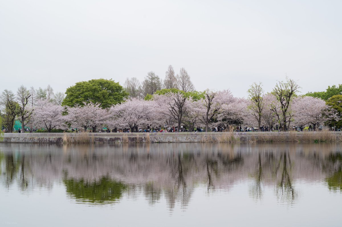 もりしー tweet media