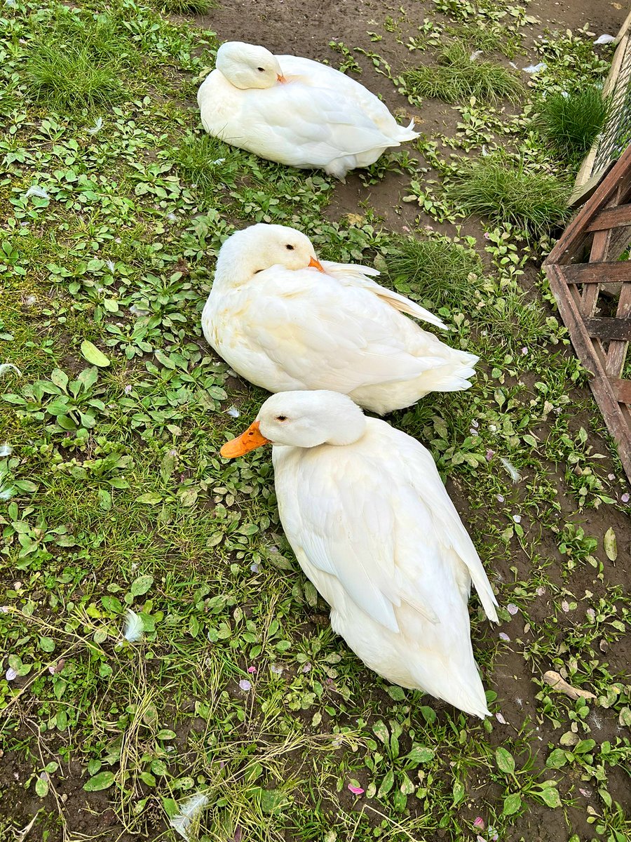 masako💚珍獣妖精 tweet media