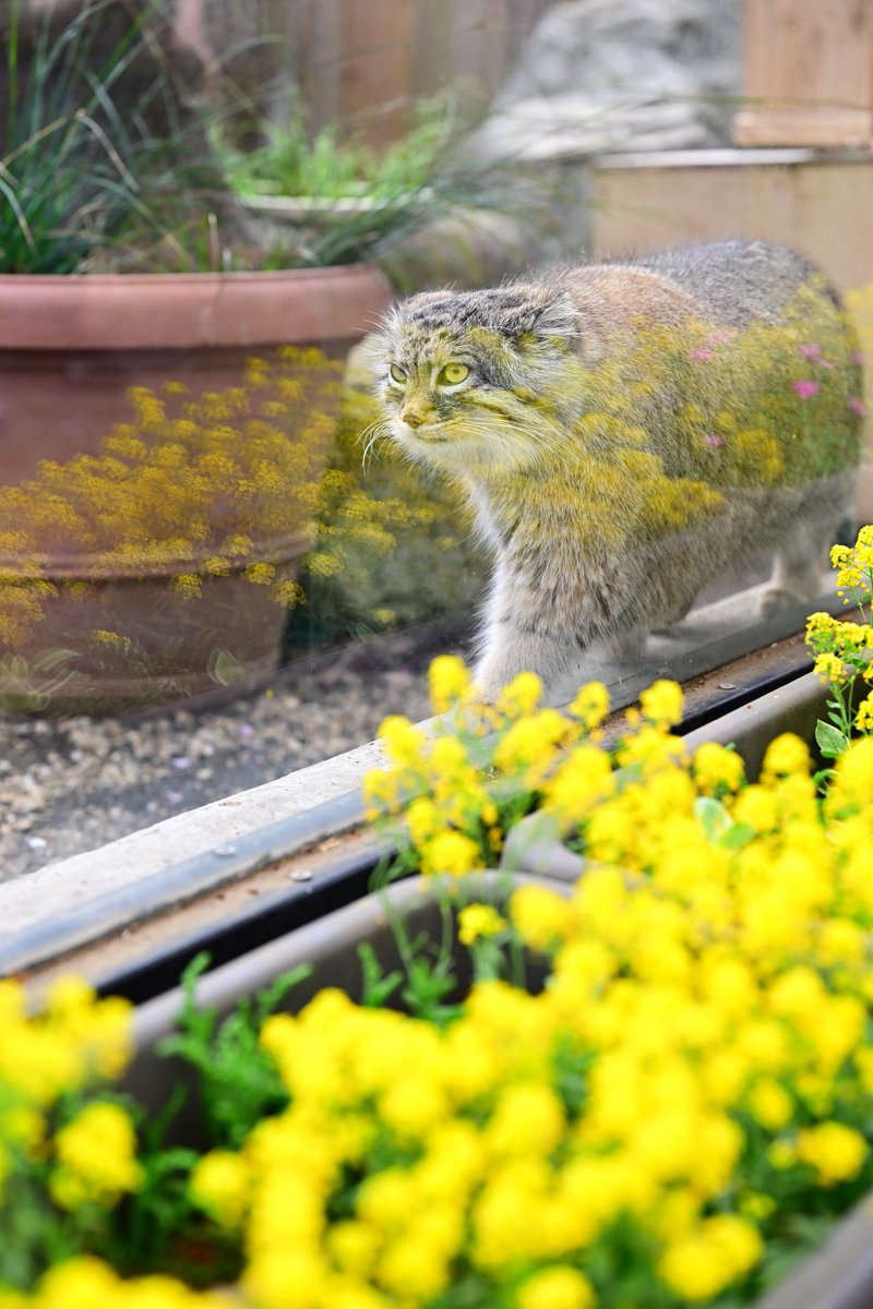 roquesite (ロケサイト) tweet media