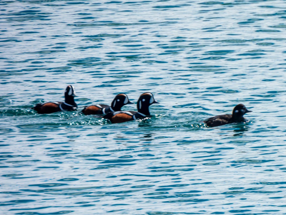 すばる tweet media