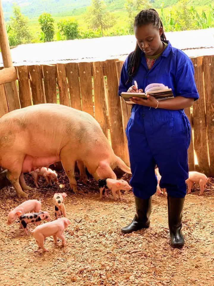 DieudoneHA's tweet photo. SEVEN IMPORTANT PIG FARMING TIPS! 🐷

1. HOUSING : Provide pigs with a clean and dry shelter that protects them from extreme weather conditions. Make sure the housing is well-ventilated and has enough space for the pigs to move around comfortably. 

2. FEEDING : Pigs are omnivores and require a balanced diet that includes grains, vegetables, fruits, and protein sources such as soybean meal or fish meal. Make sure they have access to clean and fresh water at all times. 

3. HEALTH CARE : Regularly monitor the health of your pigs and provide them with necessary vaccinations and medications to prevent diseases. Consult with a veterinarian for advice on proper health care practices.

 4. EXERCISE : Pigs need space to roam and exercise to stay healthy and prevent obesity. Provide them with a designated area for rooting and exploring. 

5. BREEDING : If you plan to breed pigs for farming, make sure to select healthy and genetically superior breeding stock. Consult with a veterinarian or experienced breeder for advice on breeding practices. 

6. WASTE MANAGEMENT : Properly manage pig waste to prevent environmental pollution and maintain a clean and hygienic living environment for the pigs. Consider composting or recycling pig waste for use as fertilizer.

7. RECORD KEEPING : Keep detailed records of your pig farming operations, including feeding schedules, health care treatments, breeding records, and financial transactions. This will help you track the progress of your farm and make informed decisions for future planning
