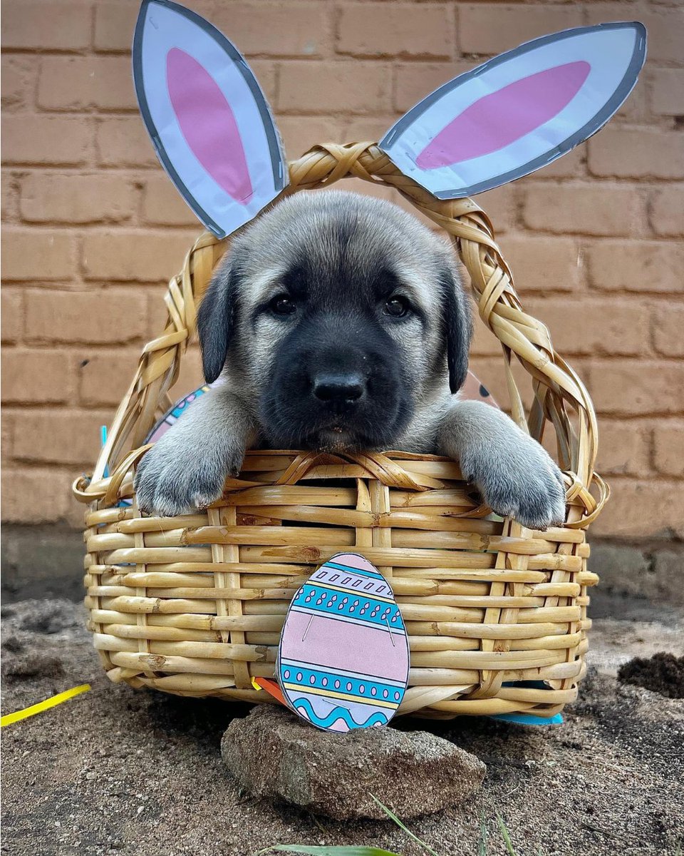 CCFCheetah's tweet image. Happy Easter from Cheetah Conservation Fund (CCF)! Forget the lambs – it’s #puppy season in Namibia, and we have 24 little cuties on site! These basket-loving #puppies might be stealing the spotlight today, but they are also part of the important work we do to support farmers and