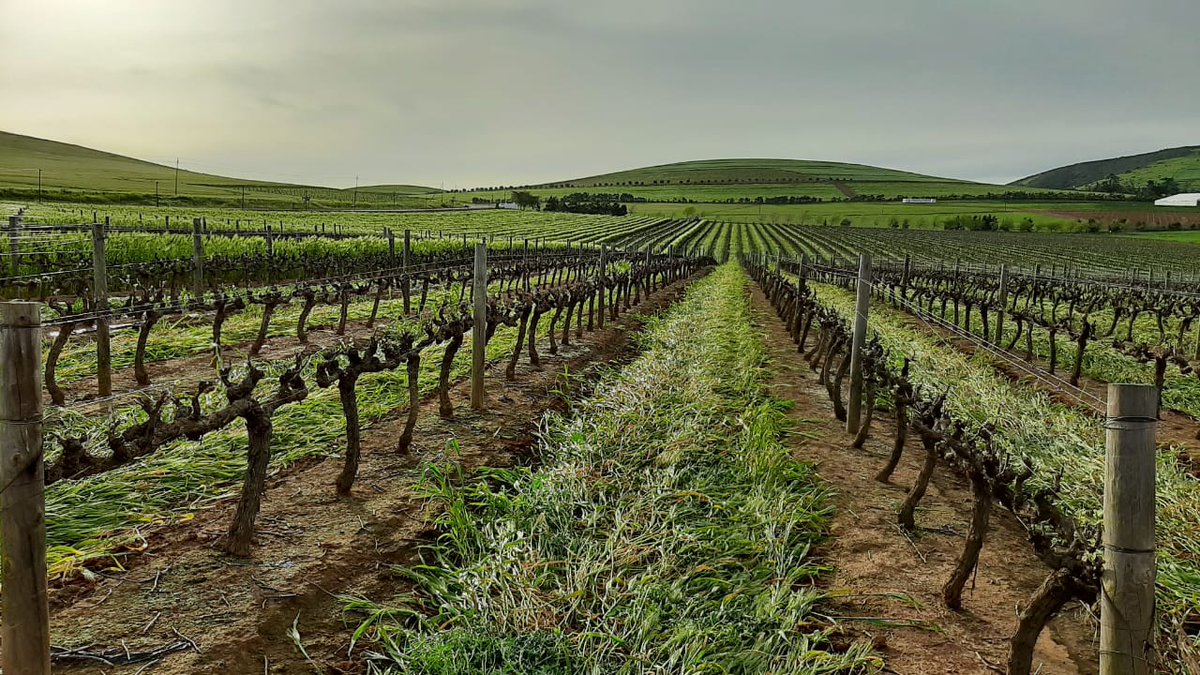 FishmongerSRB's tweet image. Data-Driven Viticulture: Why 2026 is the Year the Balkans Go ‘Green’ or Go Home
Read more: tinyurl.com/3dfpvvyb
#wine #datadrivenviticulture #sustainablewine #winecompetition #BalkanWines #BIWC2026 #Hvar #Dalmatia #Croatia #WinesofBalkans