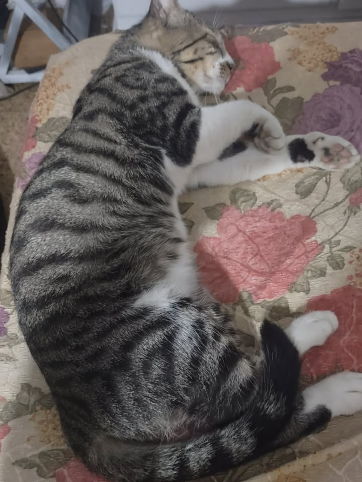 #PERDIDO #GUAYAQUIL
Nombre: #Sebastián
Fecha: 19-03-26
Sector: Norte, Urbanor MZ.158
Sexo: Macho
Raza: Mestizo
Obsv.: Patas blancas, pecho y cara
Contacto: 0983522873
¡Ayúdalo a volver con su familia!
#AlertaMePerdí