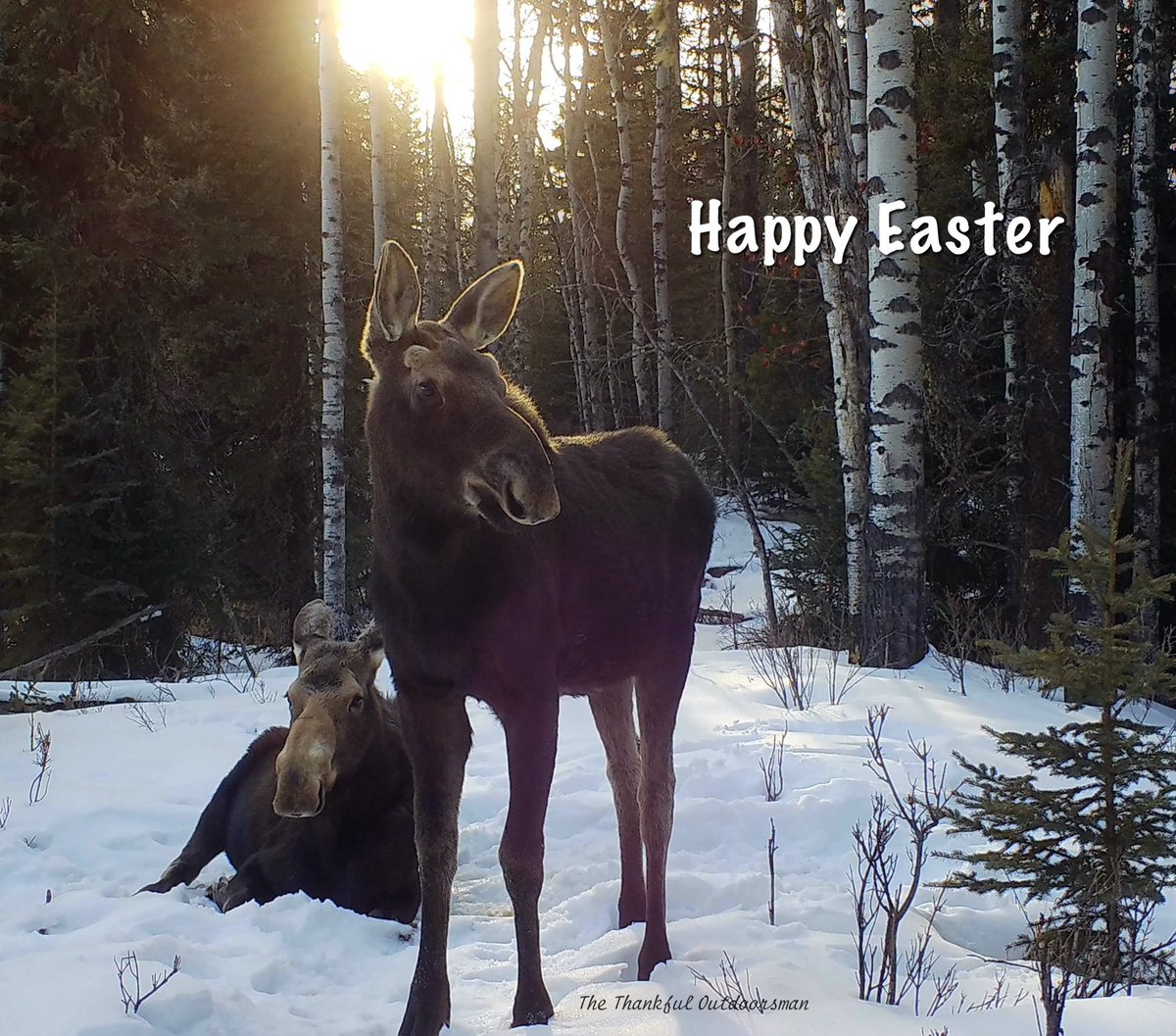 The Thankful Outdoorsman tweet media