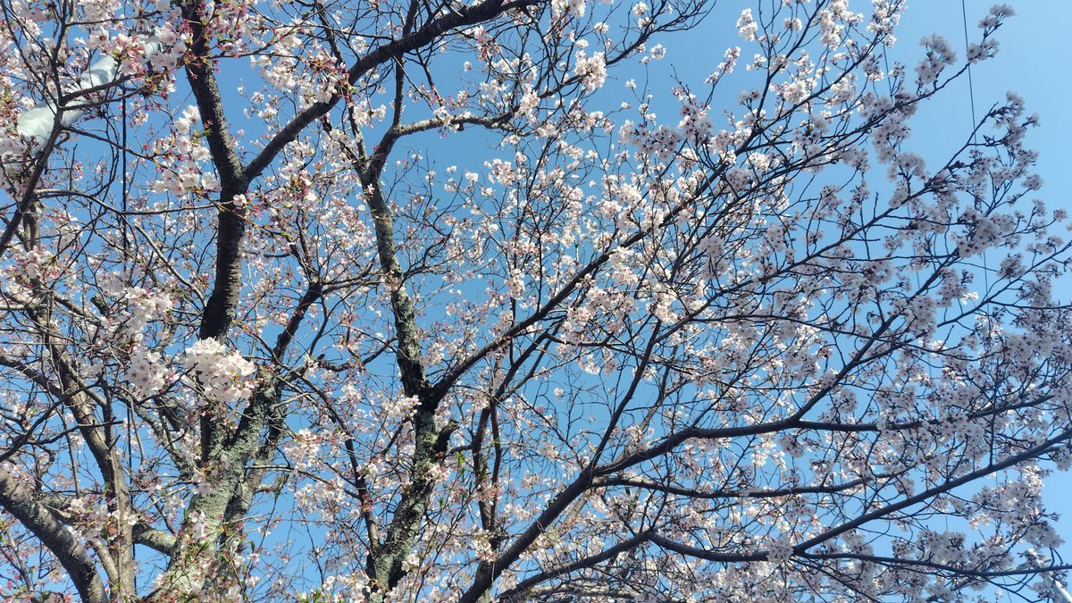 zeta_masa's tweet photo. 今年は、雨だったり時間がなかなか取れなかったりと桜ほとんど見られてなかった🌸 https://t.co/B1O8HrEJxV