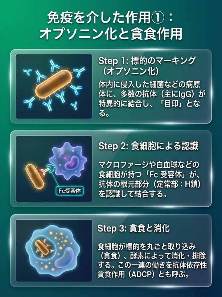 OncoPharmaBrain's tweet photo. モノクローナル抗体とは、単一の抗原(エピトープ)に特異的に結合し、以下のような作用を発揮します。
■ADCC(抗体依存性細胞傷害)
■CDC(補体依存性細胞傷害)
■ADCP(抗体依存性貪食)
詳細はこちらにまとめています
↓
https://t.co/bZPditqe5w
#APACC #BPACC #がん専門薬剤師 #抗体製剤 https://t.co/cQs54jONX4